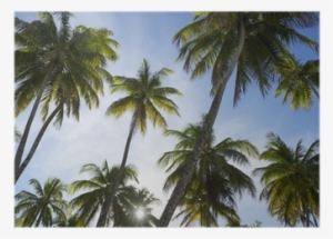 Sun Sets Through Coconut Palm Trees Grove Poster • - Coconut