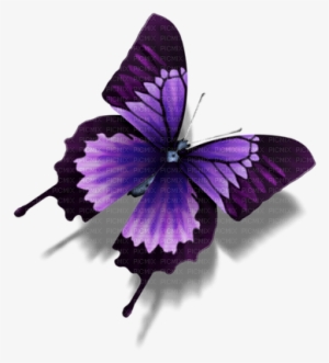 Butterflies - Butterfly Ico