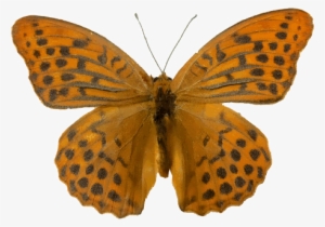 Img 9404ed Cut - Silver-washed Fritillary