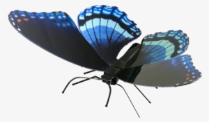 Picture Of Red Spotted Purple