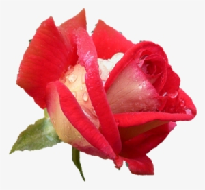 Rose, Rose Flower, Plants, Rose Petals - Τριαντάφυλλο Png
