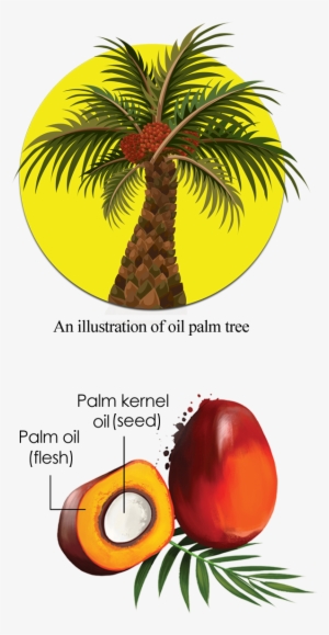 Cross Section Of An Oil Palm Fruit - African Oil Palm