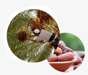 Img-dates - Newspaper