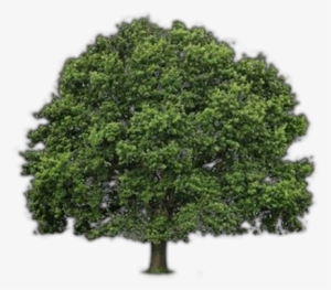 Source - - Willow Oak Tree Drawing