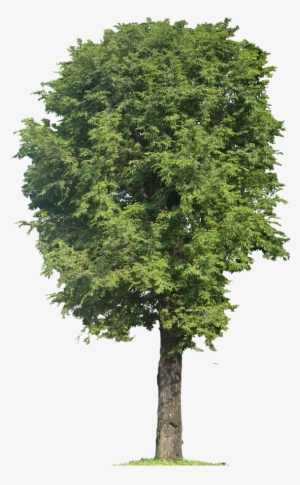 Tamarind, Height - Walnut Tree Clip Art