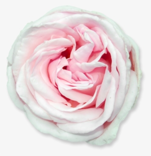 Flower 01 - Flower