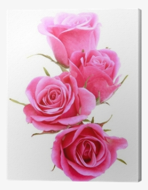 Pink Rose Flower Bouquet Isolated On White Background - Flower Bouquet