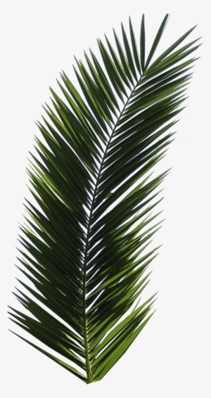 Free Png Palm Tree Png Images Transparent - Palm Tree Leaf Png
