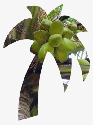 Coconut - Private Limited Company