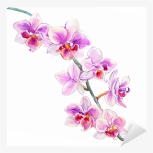Orchid Flowers Watercolor Hand Drawn Botanical Illustration - Orchidea Disegnata