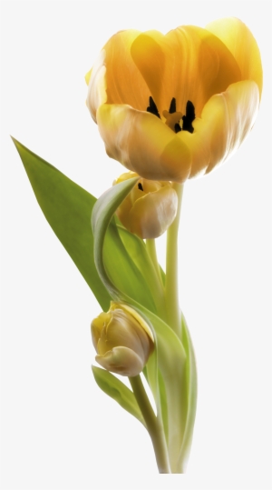 0 130c91 3e4bb274 Orig - Tulip