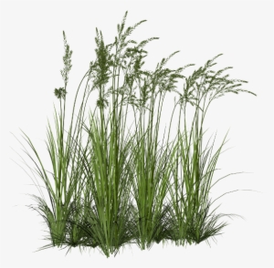 Joli Tube - Wetland Plants Png