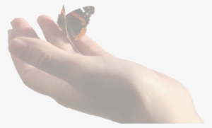 Mayan Astrology, Trips For The Soul, Inca Shamanism - Hand Butterfly Png