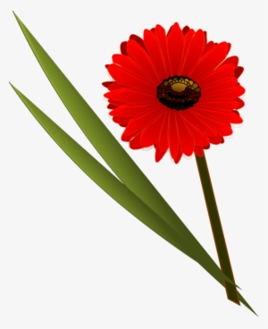 Flower Bouquet Floral Design Transvaal Daisy - Flower