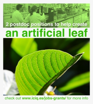 22 Dec - Common Guava