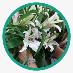 Flower At Home Page - Flower