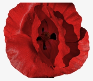 Warm Welcome - Oriental Poppy