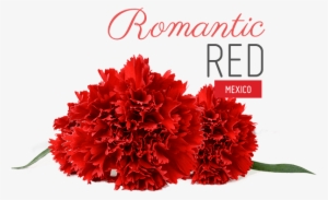 Chiavari Chairs Dressed In Bold Red And White Damasks - Carnation