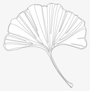 Ginkgo - Maidenhair Tree