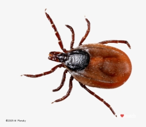 Ixodes Scapularis Female Tick