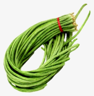 4long Beans-500x515 - Premium Seeds-50 Seeds Longyard Bean & 50 Seeds