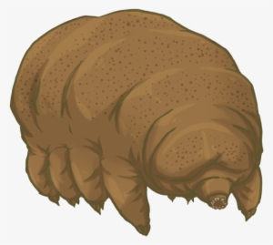 Animals Defy Nature Illinois Science Council Blog - Tardigrade Png