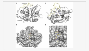 Crystal Structures Of Human Cathepsin B - Crystal Structure