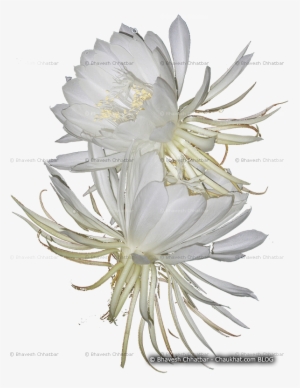 Weed Flower Mistakenly Recognized As Brahmakamal - Daisy Family