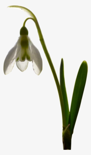 Brahma Kamal - Saussurea Obvallata