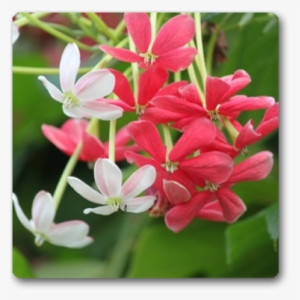 Madhumalti Dwarf, Rangoon Creeper - Raat Ki Rani Flower