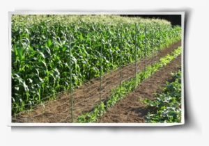 Magic Recycled Old Wire Fencing And Metal Posts To - Bean