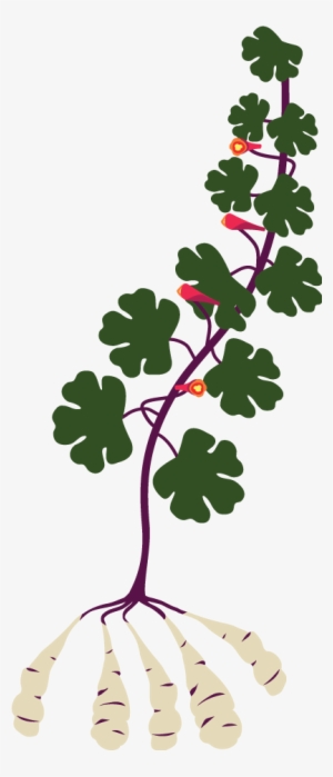 Mashua - Tropaeolum Tuberosum Mashua