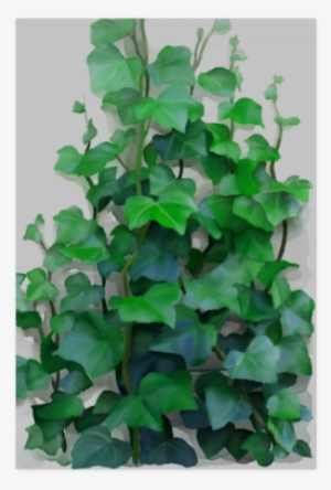 Vines, Climbing Plant Poster - Creeper Plants And Paintings