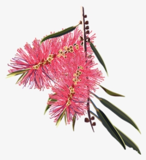 Membership - Bottle Brush Flower Drawing