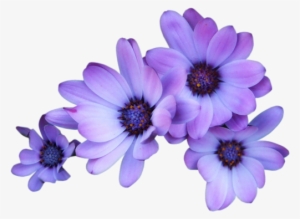 Purple Flowers Transparent Background
