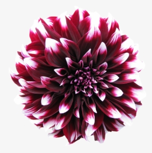 Dahlia Transpa Background - Comprar Batatas De Dalias