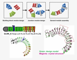 Control Of Repeat-protein Curvature By Computational - Graphic Design