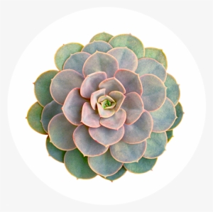 Growing Tips - Succulent Plant Wall Sticker