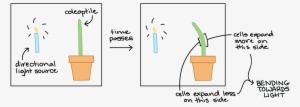 Fototropismo Negativo Y Positivo