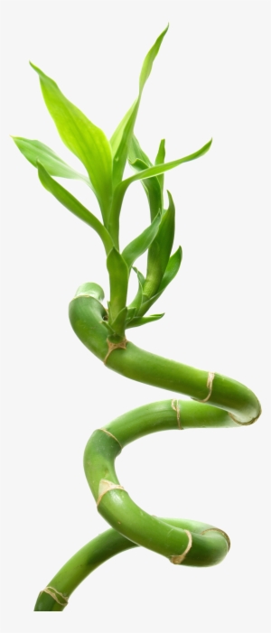 Lucky Bamboo - Benecos Eyeshadow Brush 16 Cm