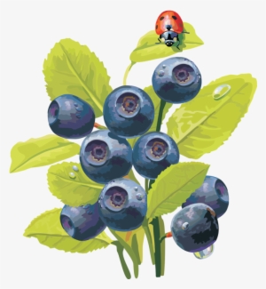 Blueberries - Ягоды Фото