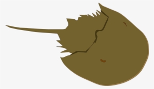 Horseshoe Crab Drawing Animal - Horseshoe Crab Clipart