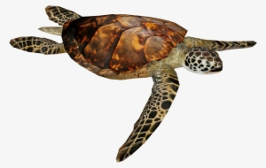Hawksbill Sea Turtle 4 - Olive Ridley Turtle Png