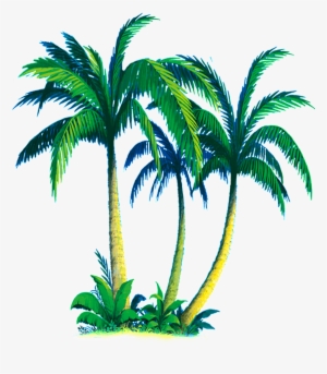 Cây Dừa Png