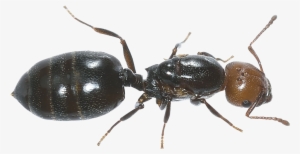 Ants Png Images Free Download - Ant Transparent Background