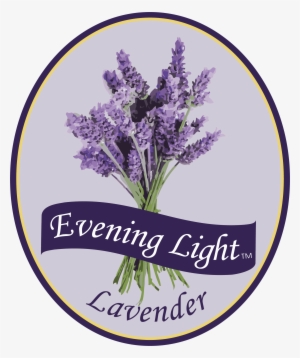 Cart - Purely Black - Lavender Essential Oil 100% Pure 100ml