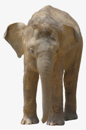 Elephant Png - Pngpix Com Elephant Png