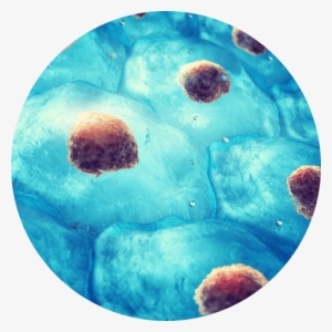 The Future Of Regenerative Medicine - Características De Los Seres Vivos Y Formas