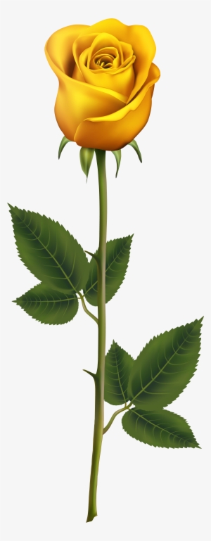 Free Yellow Rose Buckle Photos, Spring, Flowers, Hand - Yellow Rose With Stem