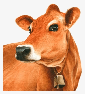Exotic Breeds Of Cattle In India - Jersey Cow Clipart